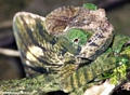 Parson's chameleon (Andasibe)