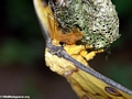 Argema mittrei (Comet's-tail Moth) (Andasibe)