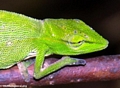 Furcifer gastrotaenia chameleon (Andasibe)