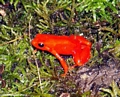 Mantella aurantiaca frog (Mantady)