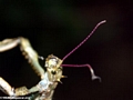 Mantid purple antenna (Andasibe)