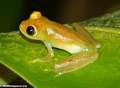 Tree frog at Andasibe (Andasibe)