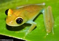 Boophis (?) frog at Andasibe (Andasibe)