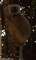 Propithecus diadema diadema lemur (Mantady)