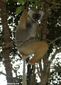 Propithecus diadema diadema lemur in Mantady (Mantady)