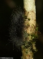 Black caterpillar in Perinet (Andasibe)