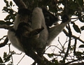 Indri indri (Andasibe)