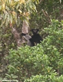 Indri indri lemur (Andasibe)