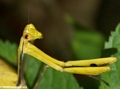 mantid yellow (Andasibe)