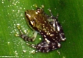 mantidactylus bicalcaratus (Andasibe)