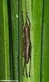 pandanus insect (Andasibe)