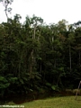 Analamazaotra Special Reserve forest (Andasibe)