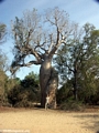 Les baobabs amoureux (Morondava)