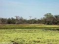 Baobabs near pond (Morondava)