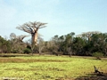 Baobab trees near pond (Morondava)