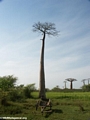 Baobabs with empty zebu cart (Morondava)