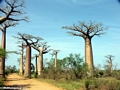 Baobab Alley (Morondava)