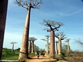 Baobabs with zebu cart (Morondava)