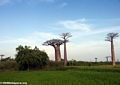 Baobabs with rice fields (Morondava)