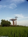 Baobabs with rice paddies (Morondava)