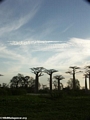 Baobabs (Morondava)