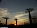 Baobabs (Morondava)