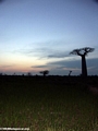 Baobabs at sunset (Morondava)