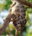 Furcifer oustaleti chameleon (Tsingy de Bemaraha)