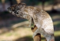 Furcifer oustaleti chameleon at Bekopaka (Tsingy de Bemaraha)