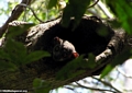 Lepilemur edwardsi sportive lemur (Tsingy de Bemaraha)