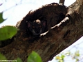 Lepilemur edwardsi weasel lemur (Tsingy de Bemaraha)
