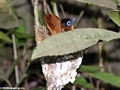 Madagascar Paradise-Flycatcher (Tsingy de Bemaraha)