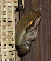 Frog at Bekopaka camp site (Tsingy de Bemaraha)