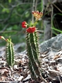 Blooming cactus (Tsingy de Bemaraha)