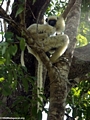 Propithecus verreauxi deckenii with baby (Tsingy de Bemaraha)