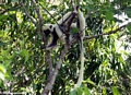 Propithecus verreauxi deckenii lemur (Tsingy de Bemaraha)