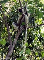 Propithecus verreauxi deckenii (Tsingy de Bemaraha)
