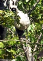 Deckenii sifaka (lemur) (Tsingy de Bemaraha)