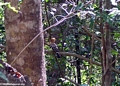 Forest bird (Tsingy de Bemaraha)