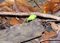 Green katydid (Tsingy de Bemaraha)