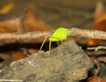 katydid (Tsingy de Bemaraha)