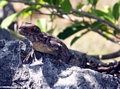 Madagascar iguana (Tsingy de Bemaraha)