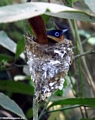 Madagascar paradise flycatcher (Tsingy de Bemaraha)