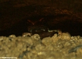 Mantella  of the tsingy in a crevice (Tsingy de Bemaraha)