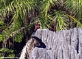 Petite tsingy bird (Tsingy de Bemaraha)