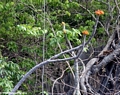 Orange flower found at the Petite tsingy (Tsingy de Bemaraha)