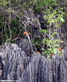 petite tsingy orange flowers (Tsingy de Bemaraha)