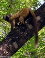 Rufus brown lemur  (Tsingy de Bemaraha)