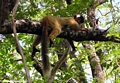 Red-fronted brown lemur  (Tsingy de Bemaraha)