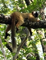 Red-fronted brown lemur  (Tsingy de Bemaraha)